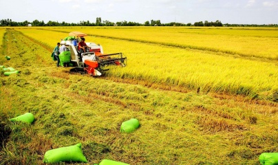Sắp diễn ra Festival Quốc tế ngành hàng lúa gạo tại Việt Nam
