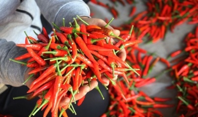 Xuất khẩu trái ớt của Việt Nam tăng mạnh trong quý đầu năm