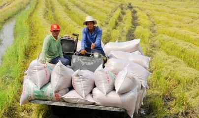 Xuất khẩu gạo sang Singapore tăng trưởng tốt trong quý I/2024