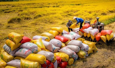 Gạo Việt giữ vững vị thế tại các thị trường trọng điểm