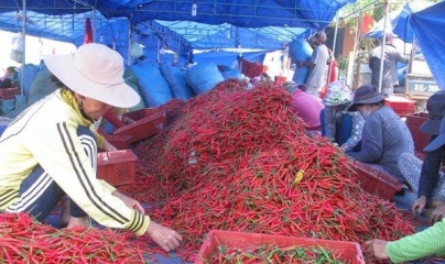 Trung Quốc là thị trường xuất khẩu ớt chính của Việt Nam