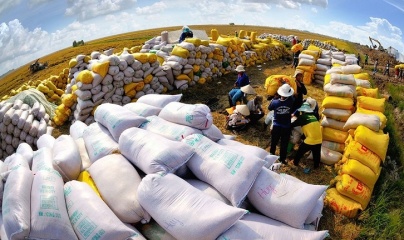 Gạo Việt còn nhiều dư địa xuất khẩu sang thị trường EU