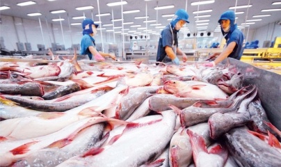 Dự báo xuất khẩu cá tra sẽ tăng tiếp trong 6 tháng cuối năm
