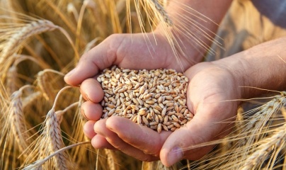 Việt Nam tăng nhập khẩu lúa mì từ Brazil