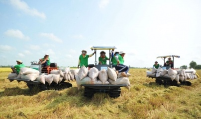 Những thách thức khi gạo Ấn Độ trở lại thị trường thế giới