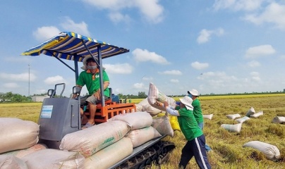 Giá gạo xuất khẩu tăng trở lại, dự báo phục hồi từ quý II/2025