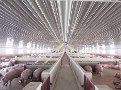 Thị trường thực phẩm: Giá thịt lợn thấp, người chăn nuôi gặp khó