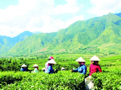 Lai Châu: Người dân hưởng lợi thiết thực từ môi trường rừng