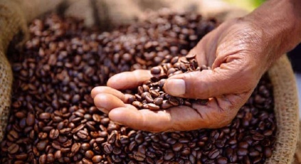 Bảng giá cà phê và hồ tiêu ngày 22/9/2021