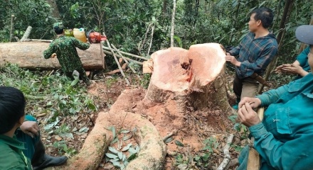Thanh Hóa: 5 đối tượng đột nhập rừng phòng hộ khai thác gỗ trái phép