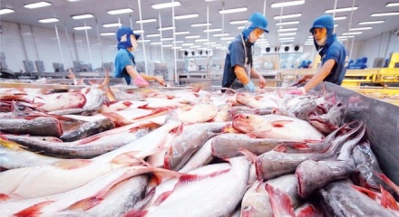 Canada tăng nhập khẩu cá tra từ Việt Nam