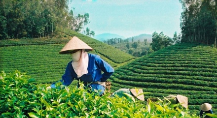 Bộ Công Thương khẩn trương tháo gỡ ách tắc cho gần 500 container chè tại Pakistan