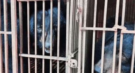 Hà Nội là điểm nóng lớn nhất về nuôi nhốt gấu tại Việt Nam  