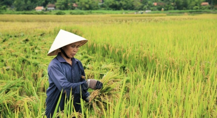 Các trường hợp miễn thuế sử dụng đất nông nghiệp từ ngày 1/1/2026 đến hết năm 2030