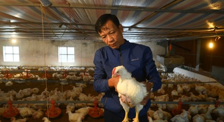 Ngành chăn nuôi bảo đảm nguồn cung thực phẩm dịp Tết Bính Ngọ 2026