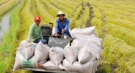 Xuất khẩu gạo Việt Nam vượt mốc 8 triệu tấn trong năm 2025