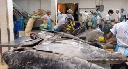 Xuất khẩu cá ngừ sang Tây Ban Nha dự kiến tăng nhẹ trong năm 2026