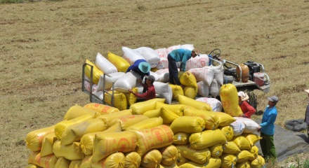 Việt Nam dự kiến xuất khẩu 7,73 triệu tấn gạo trong năm 2026