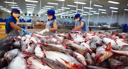 Năm 2025, Việt Nam thu gần 2,2 tỷ USD từ xuất khẩu cá tra
