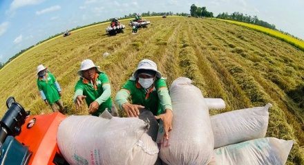 Gạo phát thải thấp: 'Chìa khóa' nâng tầm thương hiệu và giá trị xuất khẩu gạo Việt