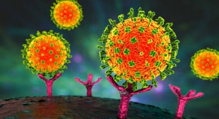 Việt Nam chưa ghi nhận trường hợp mắc bệnh do virus Nipah