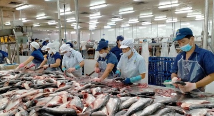 Xuất khẩu cá tra và surimi  - 'chìa khóa' bứt phá thị trường năm 2026