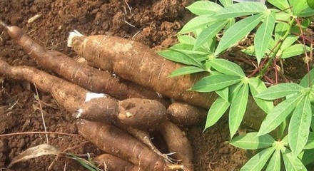 Ngành sắn Việt Nam và thách thức từ bài toán truy xuất nguồn gốc