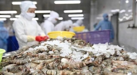 Xuất khẩu tôm Việt Nam sang Trung Quốc tăng mạnh nhờ phân khúc cao cấp