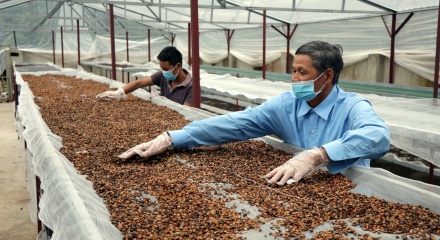 Doanh nghiệp cà phê cần tuân thủ các quy định bền vững và rào cản EUDR mới