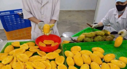 Nông sản Việt trước “làn sóng” kiểm soát mới từ Ba Lan và EU