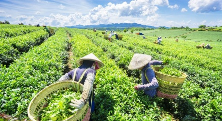 Ngành chè Việt Nam phục hồi ấn tượng, kiến tạo giá trị cao trong chuỗi toàn cầu