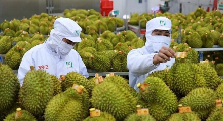 Nông lâm thủy sản tăng tốc ngay đầu năm, củng cố mục tiêu 75 tỷ USD