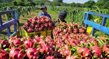 Xung đột Trung Đông: Nông sản Việt 'xoay trục' chiến lược để giữ vững thị phần xuất khẩu