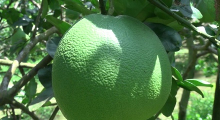 Australia công bố điều kiện nhập khẩu cho bưởi tươi của Việt Nam