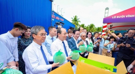 Việt Nam xuất khẩu chính ngạch lô bưởi da xanh đầu tiên sang Australia