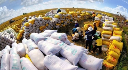 Xuất khẩu gạo Việt đón vận hội từ Philippines và bài toán 'vượt sóng' thị trường