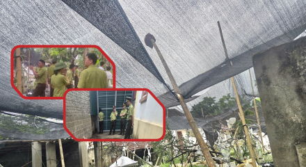 Thanh Hóa: Thu giữ 122 cây muội hồng không rõ nguồn gốc tại nhà dân