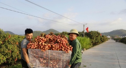 Bắc Ninh: Định vị phân khúc vải thiều cao cấp, bứt phá trên môi trường số