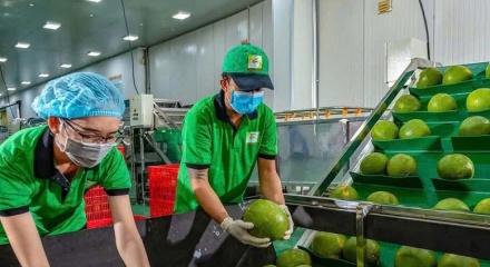 Bưởi và chanh Việt Nam rộng cửa xuất khẩu chính ngạch sang Trung Quốc