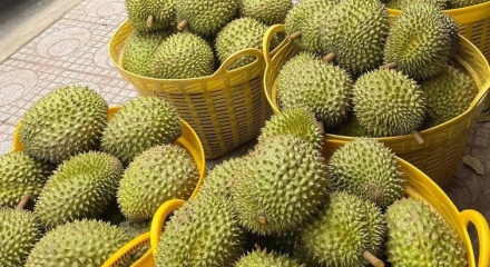 Xuất khẩu sầu riêng Việt đón cơ hội từ thị trường Ấn Độ