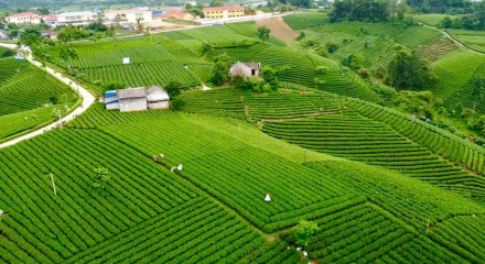 Từ chén trà đến mục tiêu tỷ đô: Hành trình nâng tầm chè Thái Nguyên