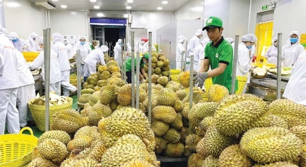 Xuất khẩu rau quả 'tăng tốc' bằng hộ chiếu xanh và chế biến sâu