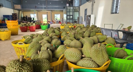 Gỡ 'nút thắt' dư lượng và bài toán kiểm soát từ gốc để ngành sầu riêng bứt phá