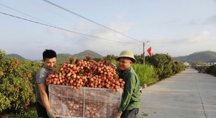 Bắc Ninh: Sản lượng vải thiều giảm 50%, doanh thu vẫn cán mốc 3.700 tỷ đồng