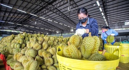 Nông sản Việt đối mặt những thách thức mới tại thị trường Trung Quốc 