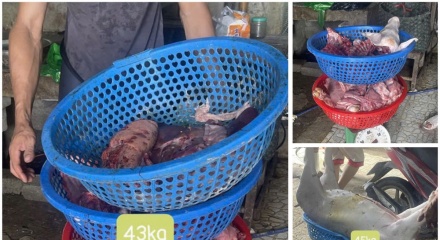 Thanh Hóa khởi tố 3 đối tượng mua bán, giết mổ lợn dịch bán ra thị trường