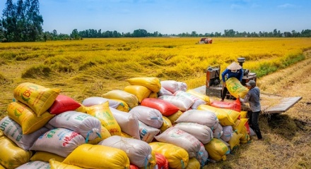 Hiệp hội Lương thực Việt Nam đề xuất xây dựng thương hiệu gạo quốc gia từ giống ST24, ST25