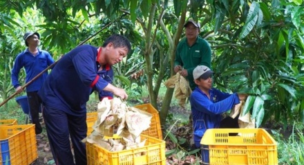 Du lịch nông nghiệp mở thêm động lực gia tăng giá trị cho ngành hàng xoài