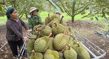 Ấn Độ chính thức mở cửa cho sầu riêng tươi Việt Nam