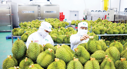 Hoàn thiện 'hạ tầng kỹ thuật' để xuất khẩu rau quả sang Trung Quốc bứt phá